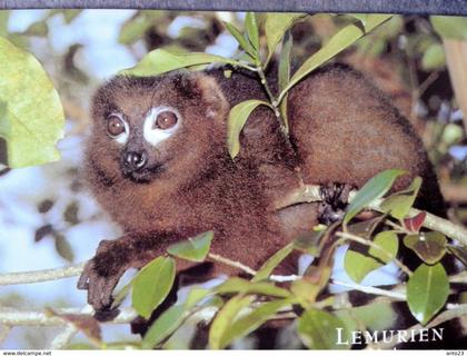 COMORES - Lemurien Mongoz Lemur
