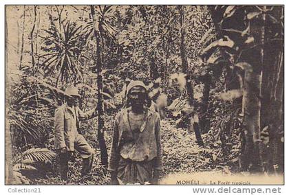 COMORES ... MOHELI ... LA FORET TROPICALE