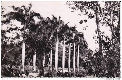 CPSM CONGO POINTE NOIRE VEGETATION EQUATORIALE