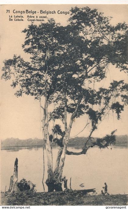 BELGISCH CONGO  COPAL BOOM        ZIE AFBEELDINGEN