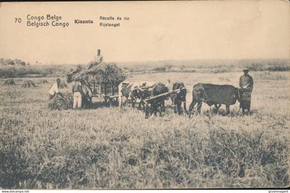 BELGISCH CONGO       KISANTU  RECOLTE DU RIZ       2 SCANS