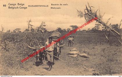 Elisabethville - rentrée du maïs - Congo Belge Belgisch Kongo