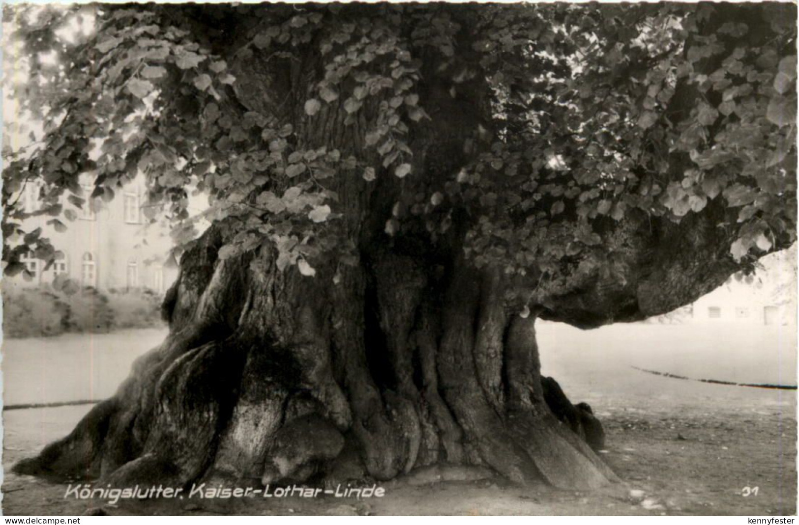 Königslutter, Kaiser-Lothar-Linde