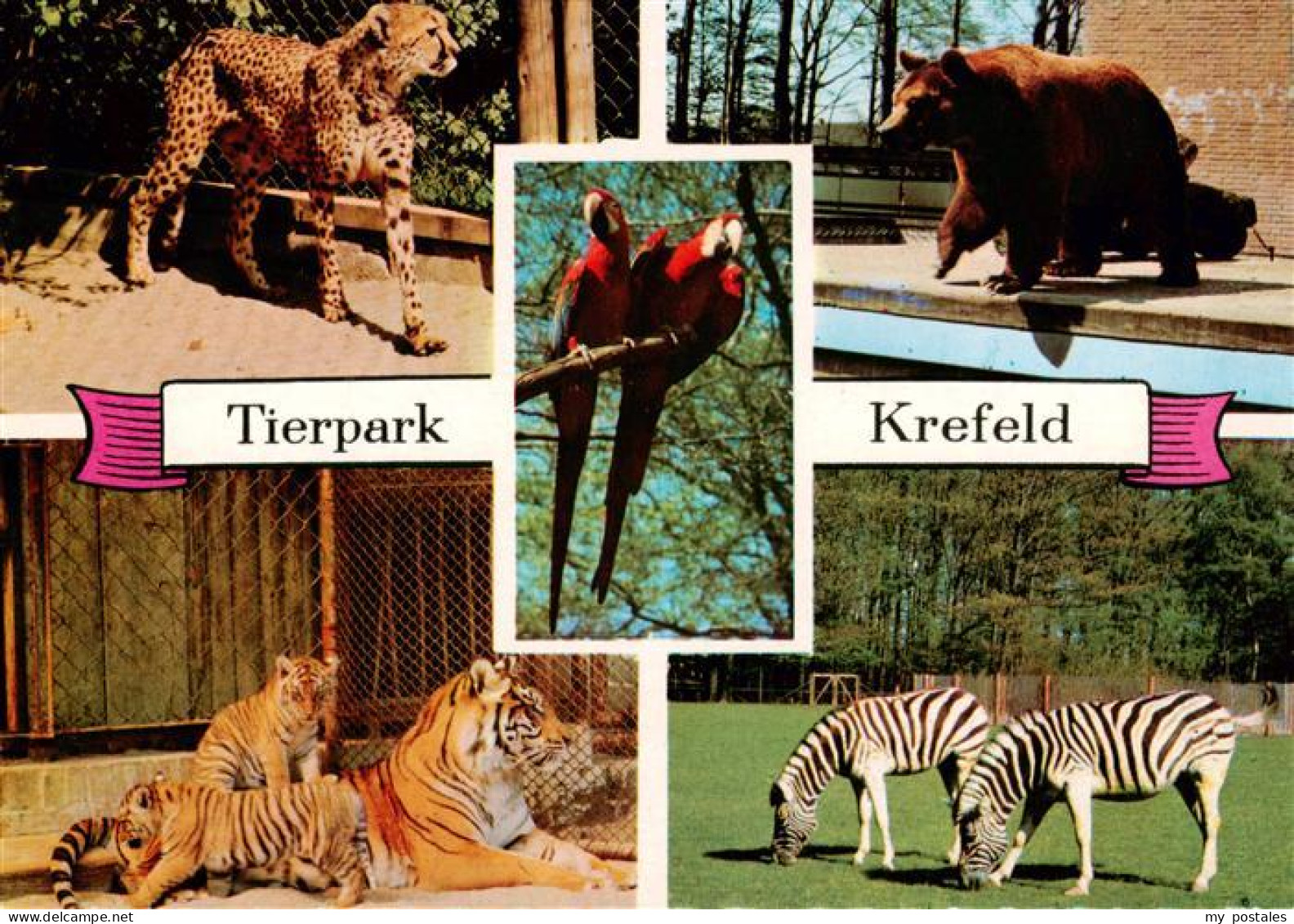Krefeld Crefeld Tierpark Krefeld Gepard Tiger Baeren Papageien Zebras
