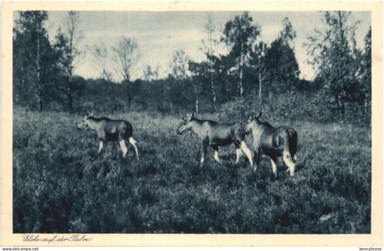 Kurische Nehrung - Ostpreussen