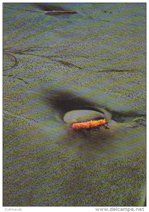 Kuwait - Gaz torsh in the desert