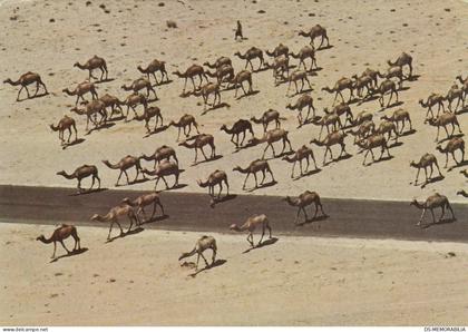 Kuwait - Camel Herd in the Kuwait Desert 1982