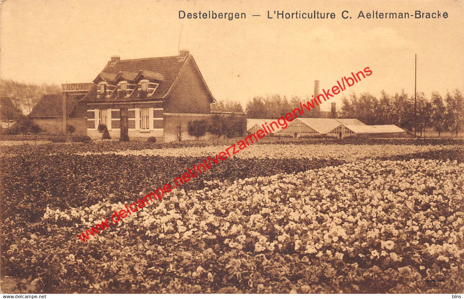 L'Horticulture C. Aelterman-Bracke - Destelbergen