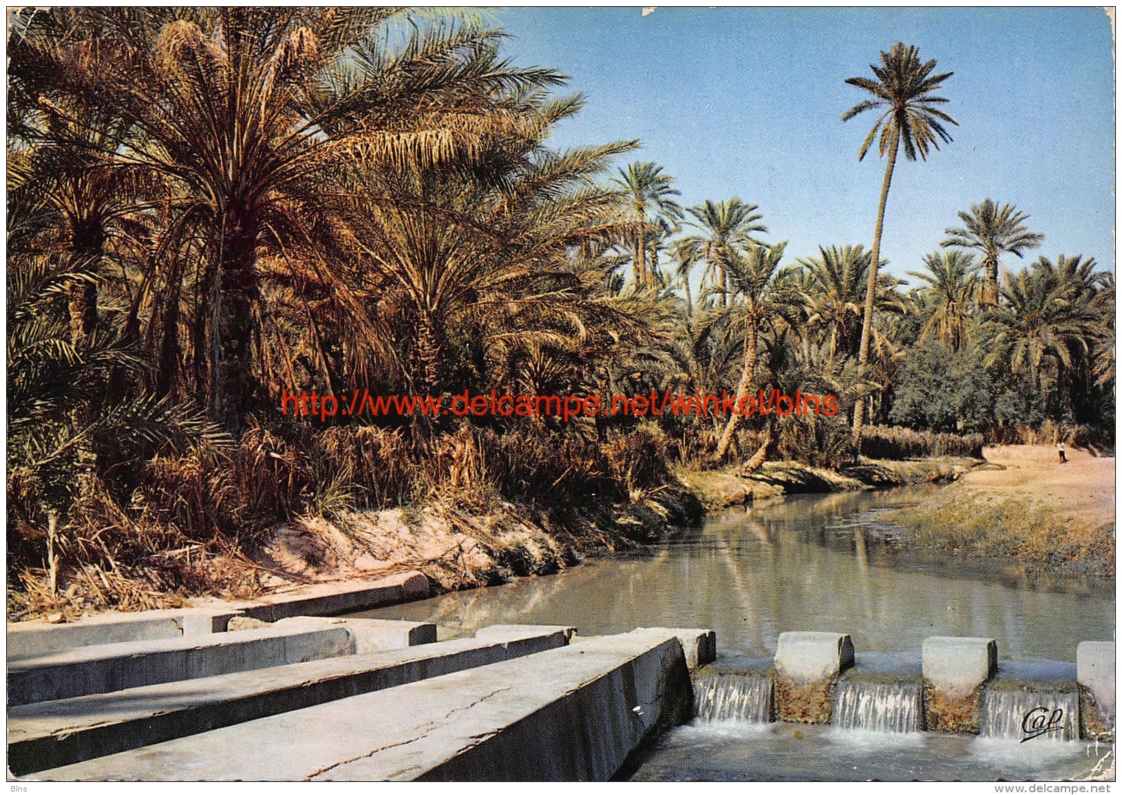 L'Oued dans la Palmeraie - Tozeur