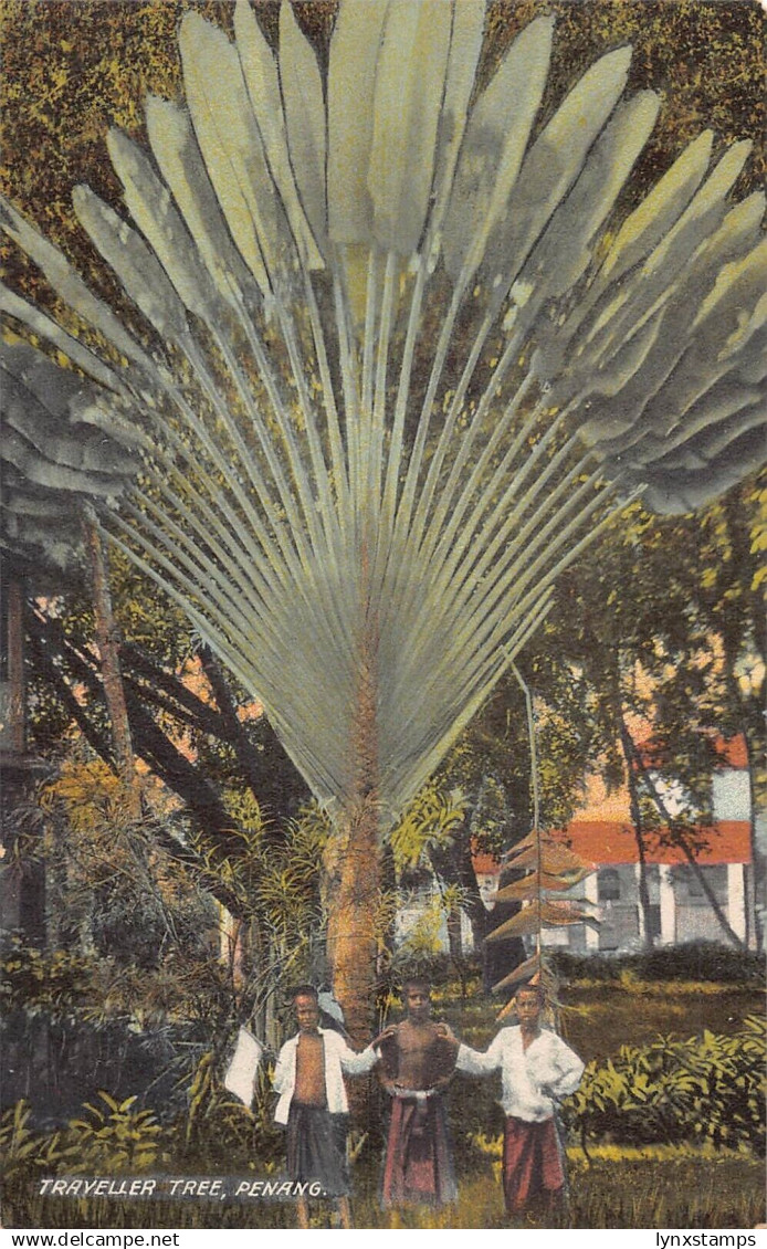 L253 Malaysia Penang traveller tree postcard