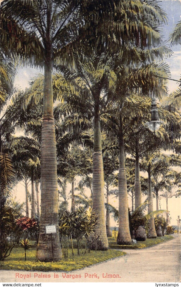 L334 Costa Rica Royal Palms in Vargas Park Limon vintage postcard