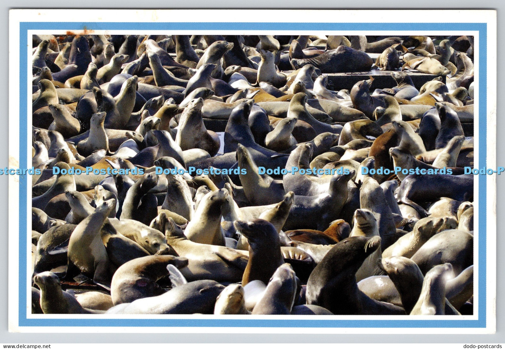 L343576 San Francisco California California Sea Lions Kelly Huntington