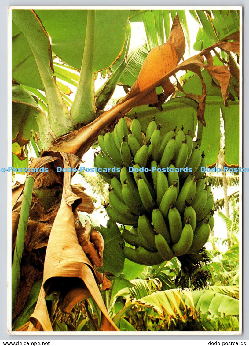 L347908 Banana Tree on the Island of Oahu Hawaii Impact PM Honolulu 1979