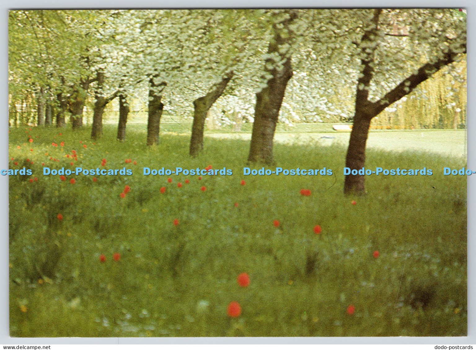 L348756 Cambridge The Backs Chapter and Verse Cressida Pemberton Pigott Images o