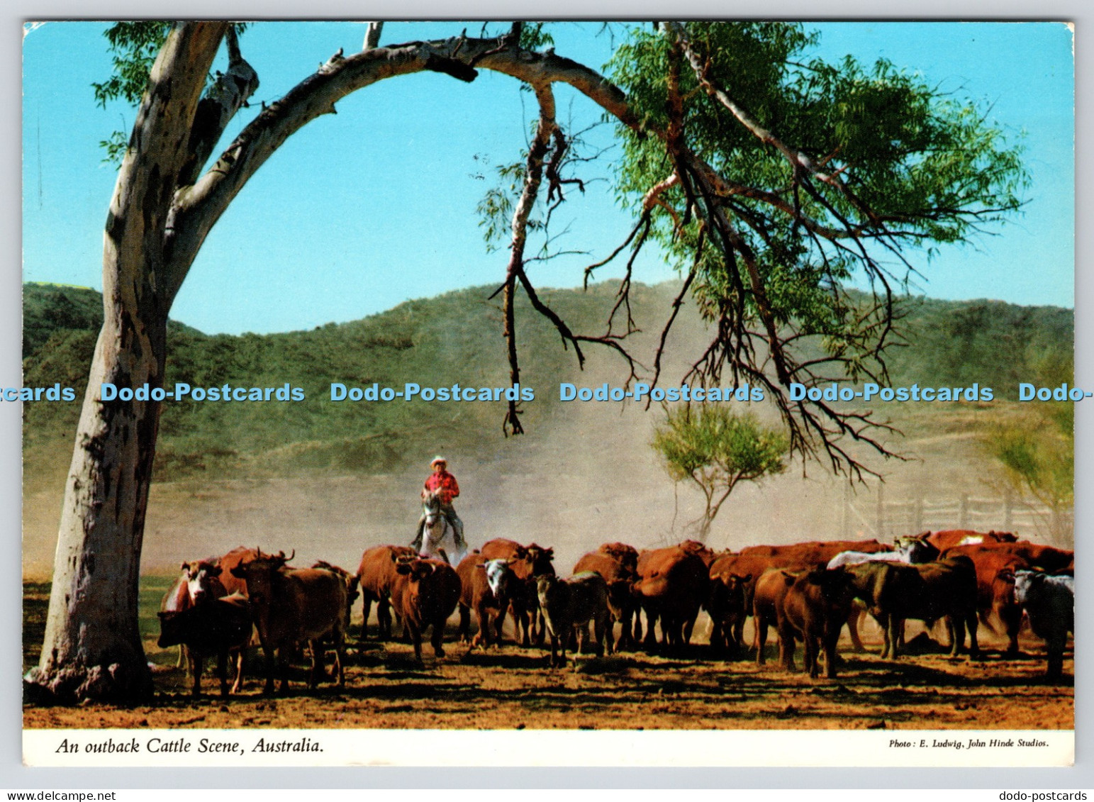 L349016 Australia An Outback Cattle Scene John Hinde Biscay Greetings E Ludwig