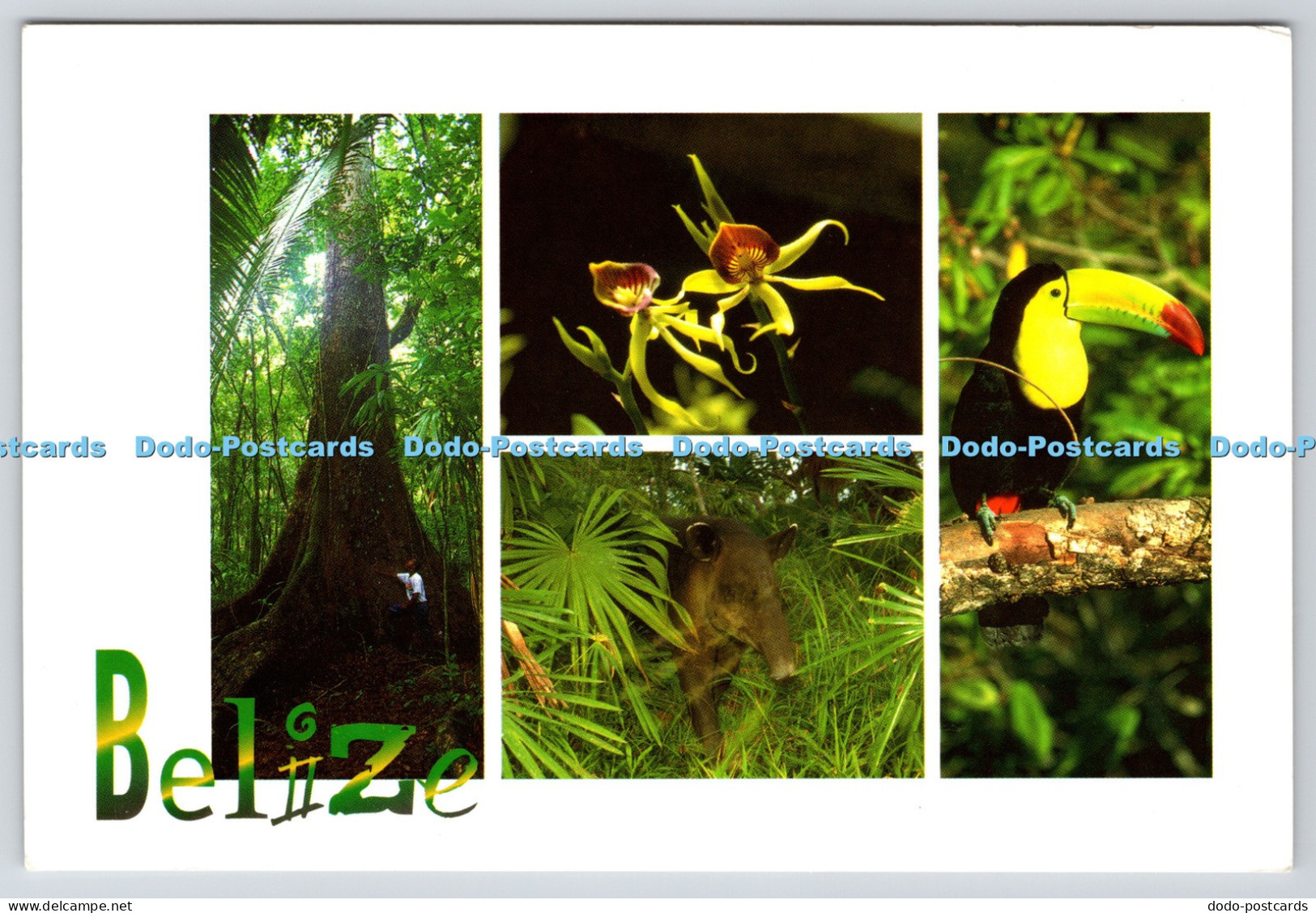L356072 Belize The Mahogany Tree Cubola Carol Farnetti Foster Tony Rath Ygnacio