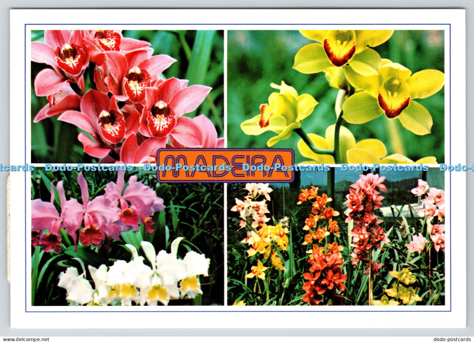 L356901 Madeira Orchids in the Quinta da Boa Vista Francisco Ribeiro Fisa Multi