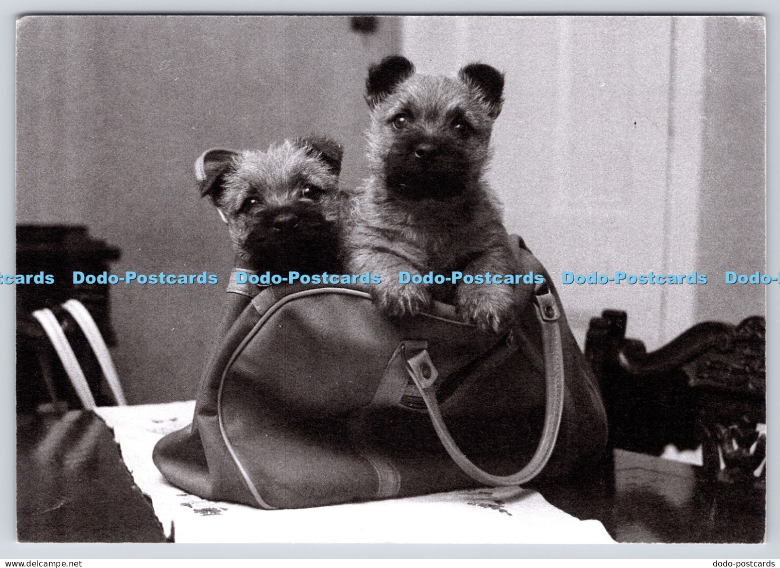L358997 Dogs Plymouth and West Devon Record Office The Plymouth Herald
