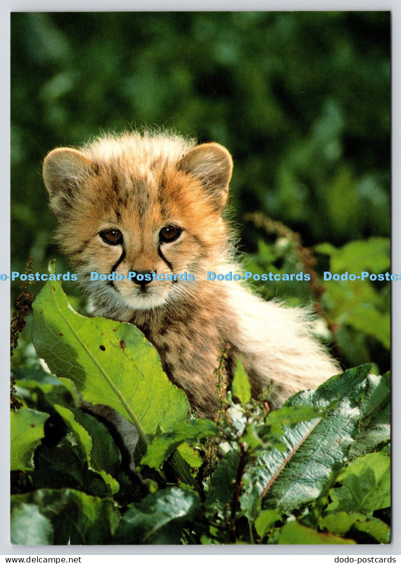 L361201 Cheetah Club at Marwell Zoological Park Winchester Hampshire Beric Tempe