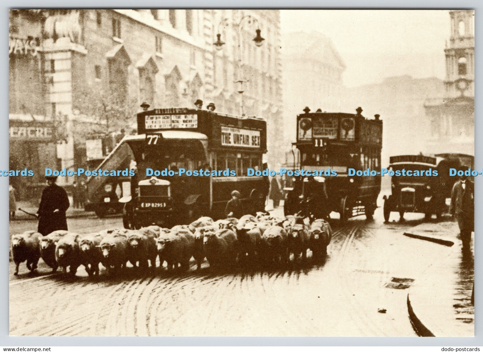 L365409 Sheep in the Strand London Transport Executive Official London Transport