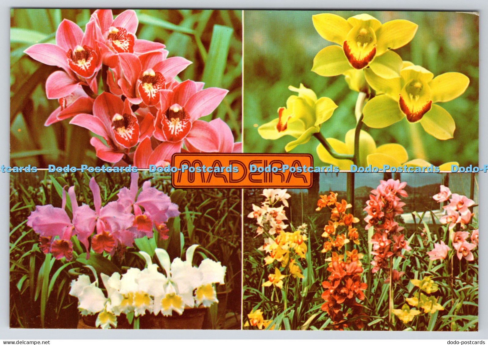 L365816 Madeira Orchids in the Quinta da Boa Vista Francisco Ribeiro Multi View