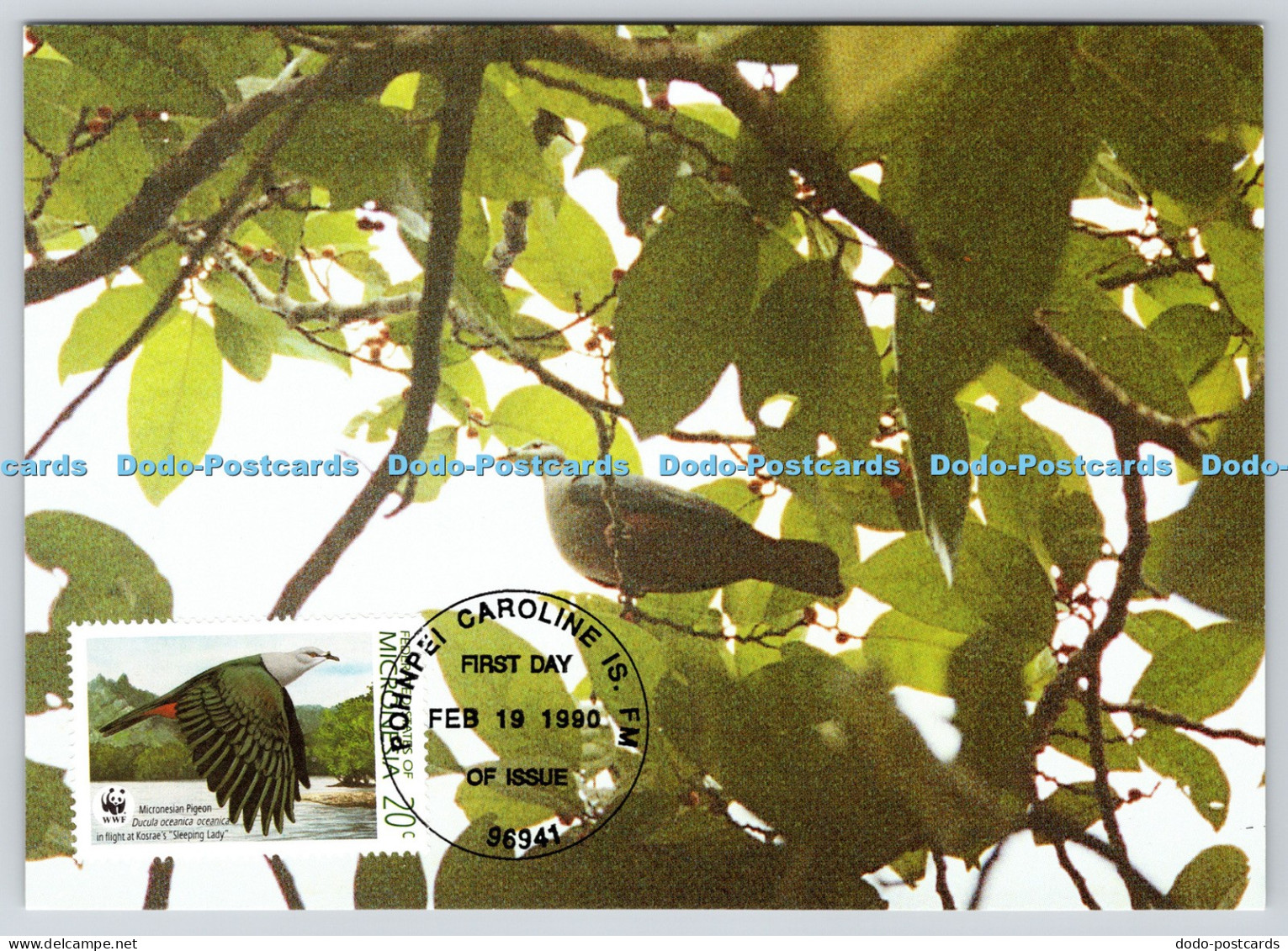L366181 Die Mikronesien Fruchttaube W W F Official Maximum Card