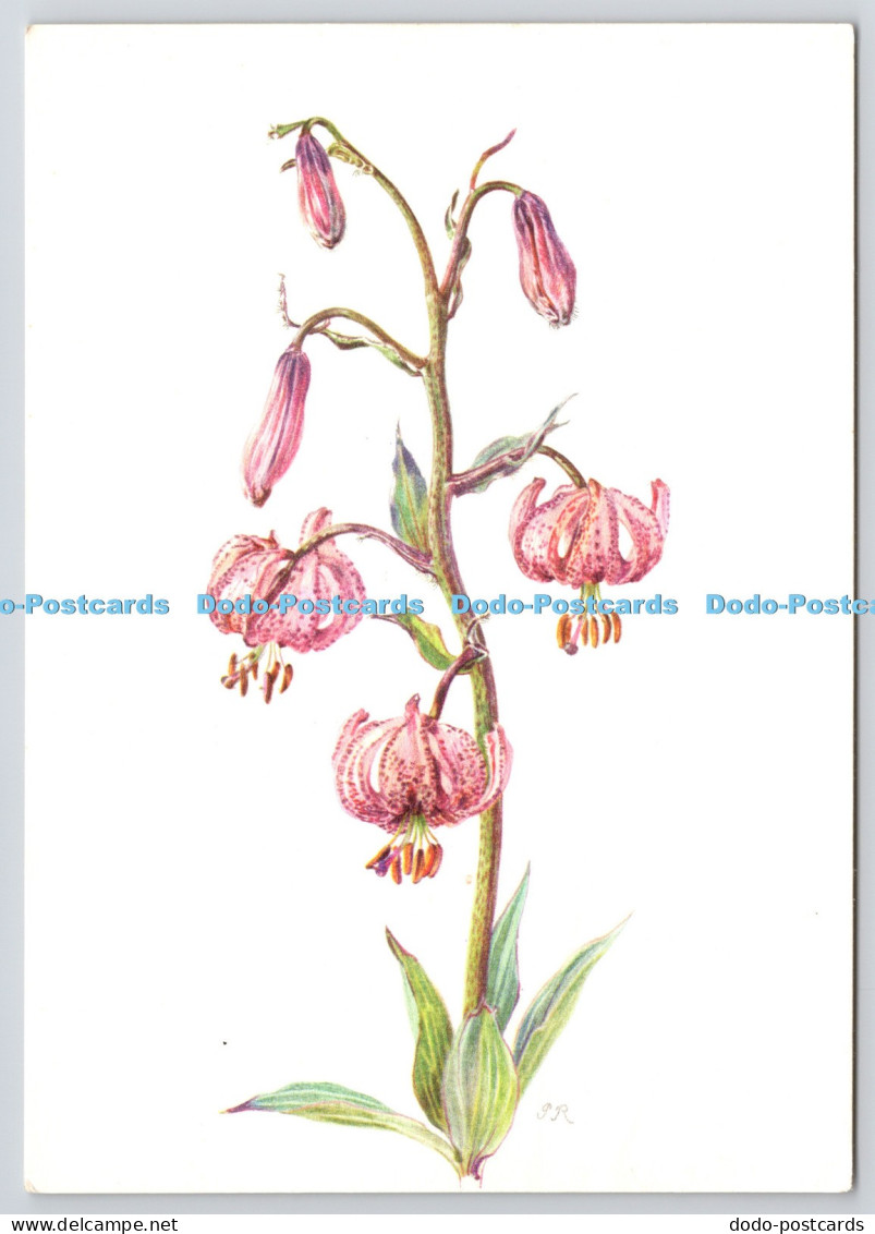 L370036 Pia Roshardt Turkenbund R Marsens