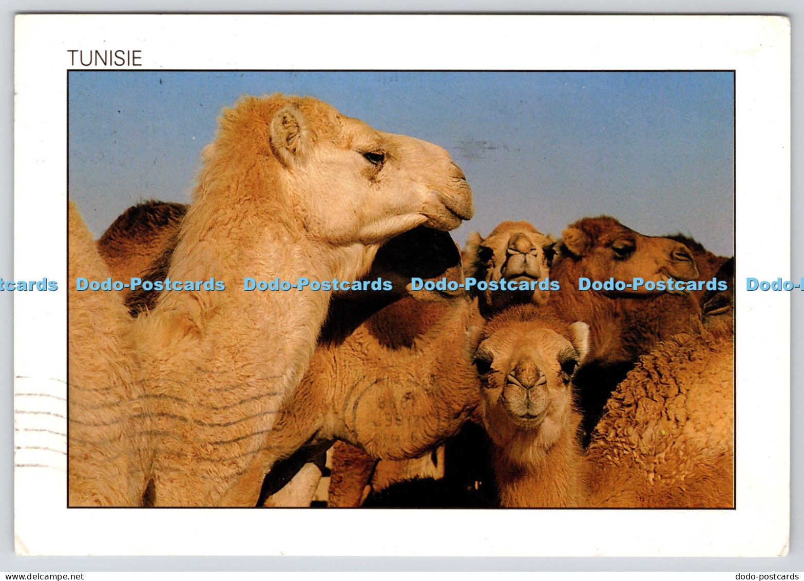 L371933 Tunisie Family Portrait Camels Tunisie Lumiere 1988