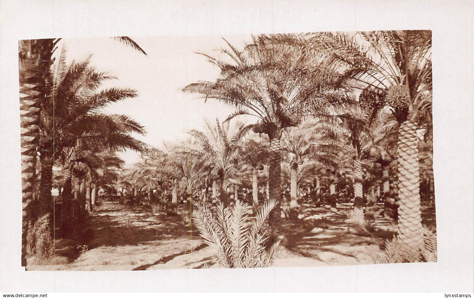 L476 Iraq Baghdad Palm Grove real photo vintage postcard
