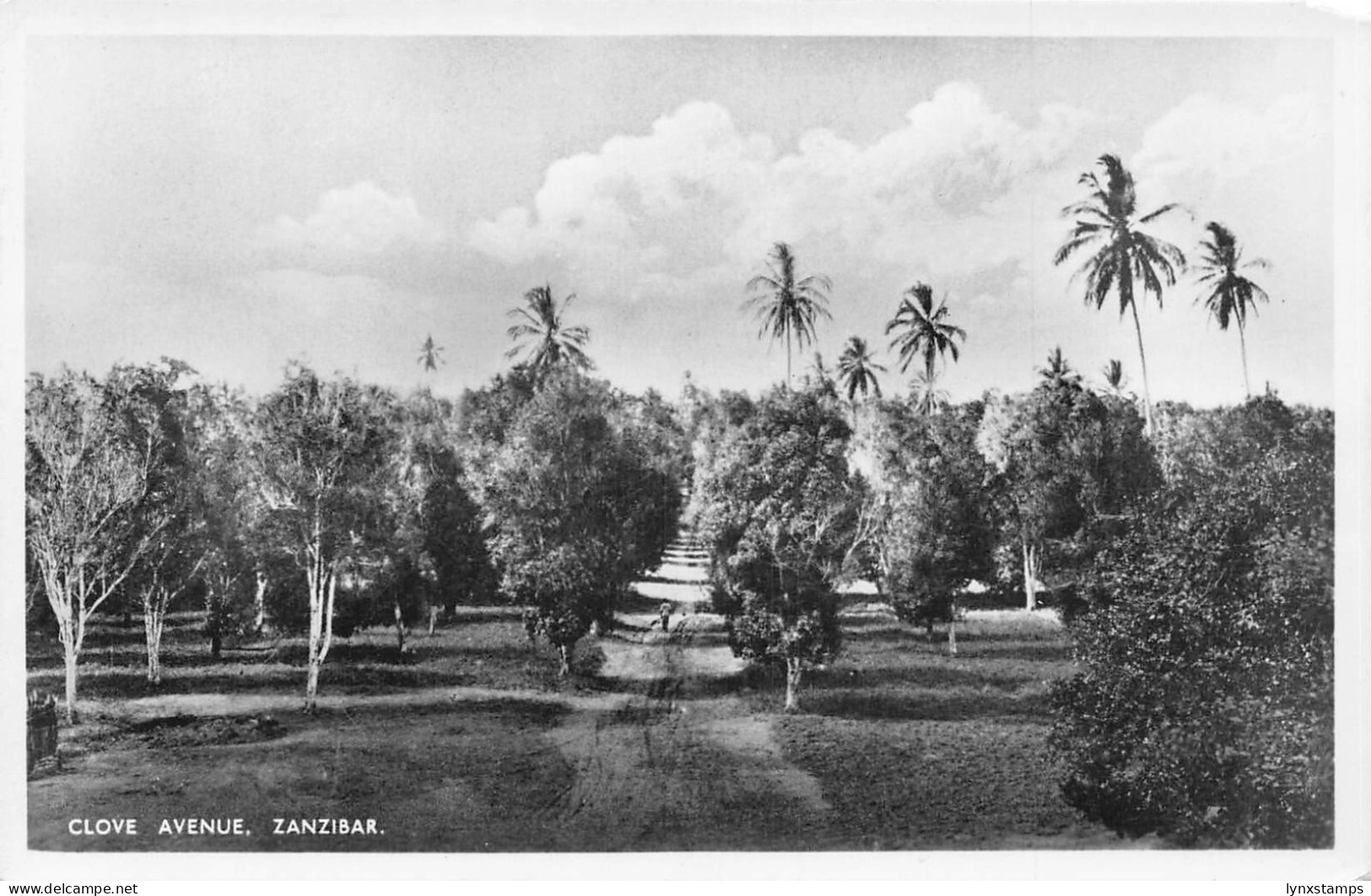 L476 Tanzania Zanzibar Clove Avenue real photo vintage postcard