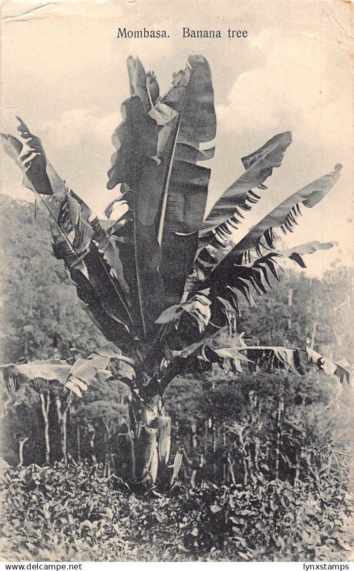 L477 Kenya Mombasa Banana tree vintage postcard