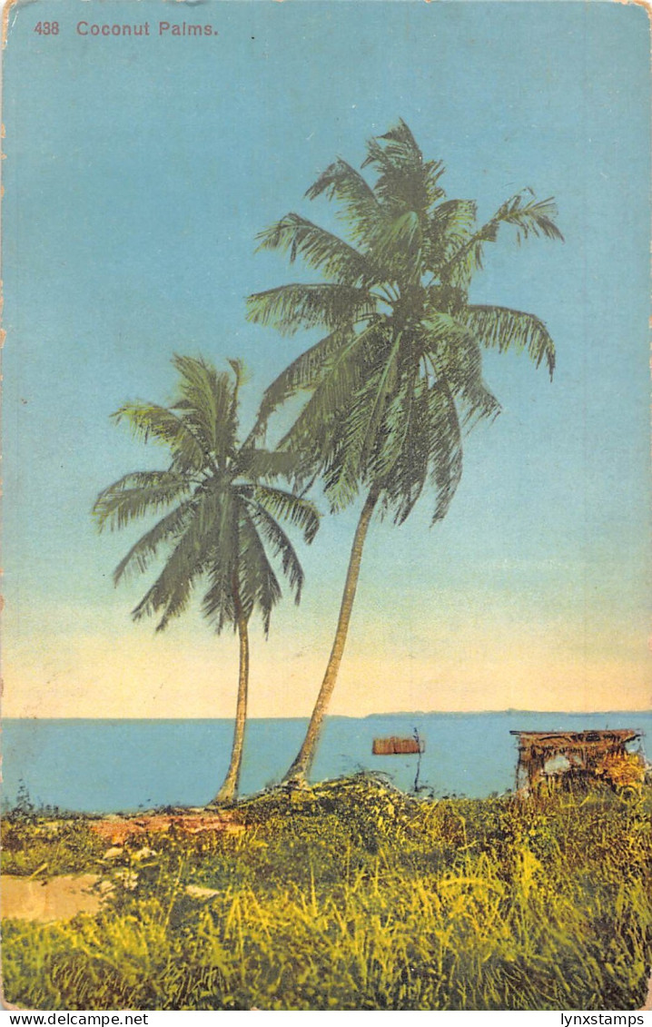 L477 Nigeria Coconut Palms vintage postcard