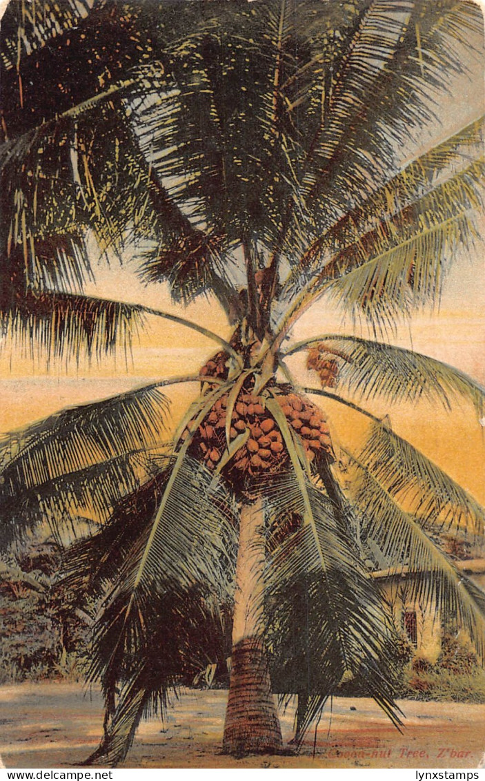 L477 Zanzibar Tanzania Coconut Tree vintage postcard