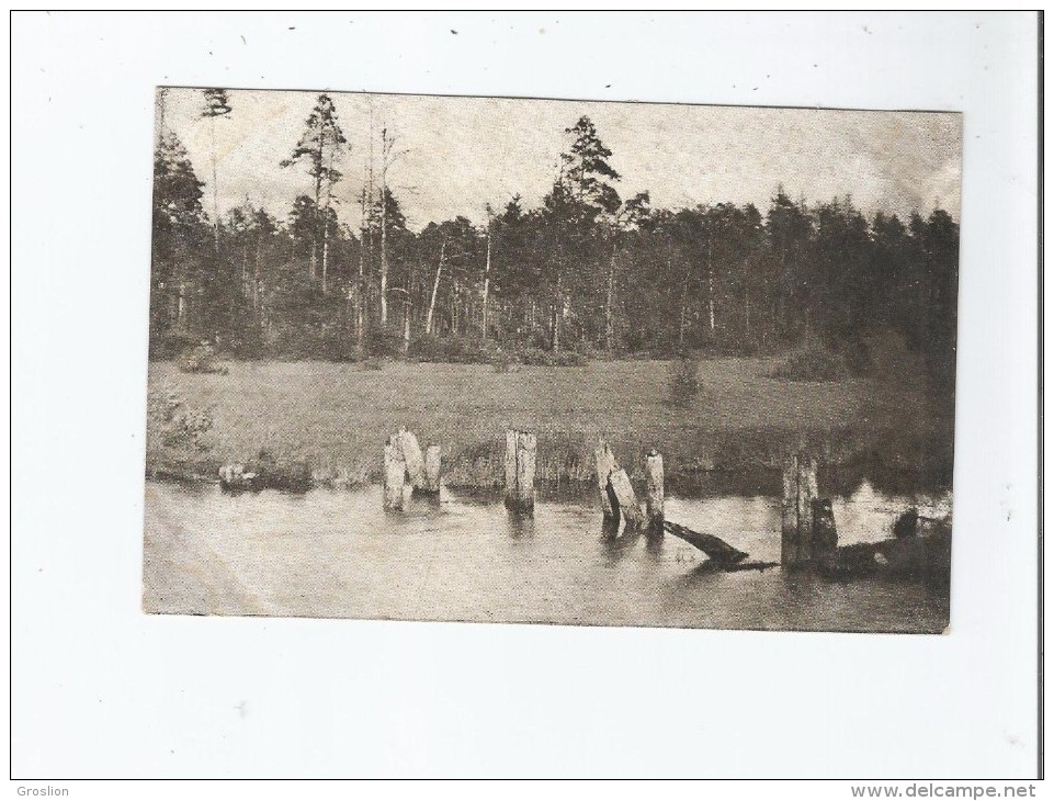 LA FORET DE BIALOWIEZA (POLOGNE ET BIELORUSSIE)