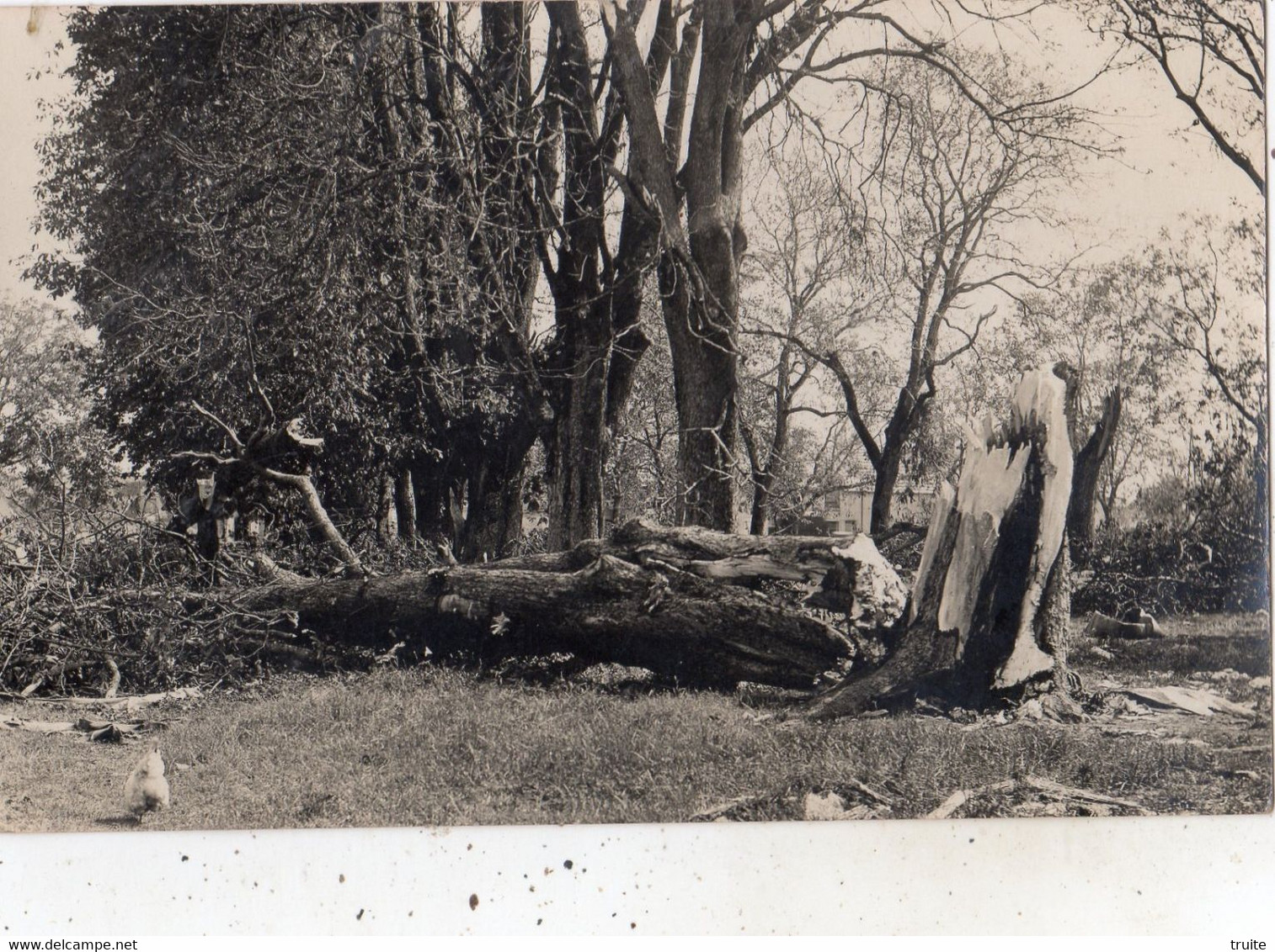 LA GUERCHE-SUR-L'AUBOIS ET SES ENVIRONS TORNADE ? (CARTE PHOTO )