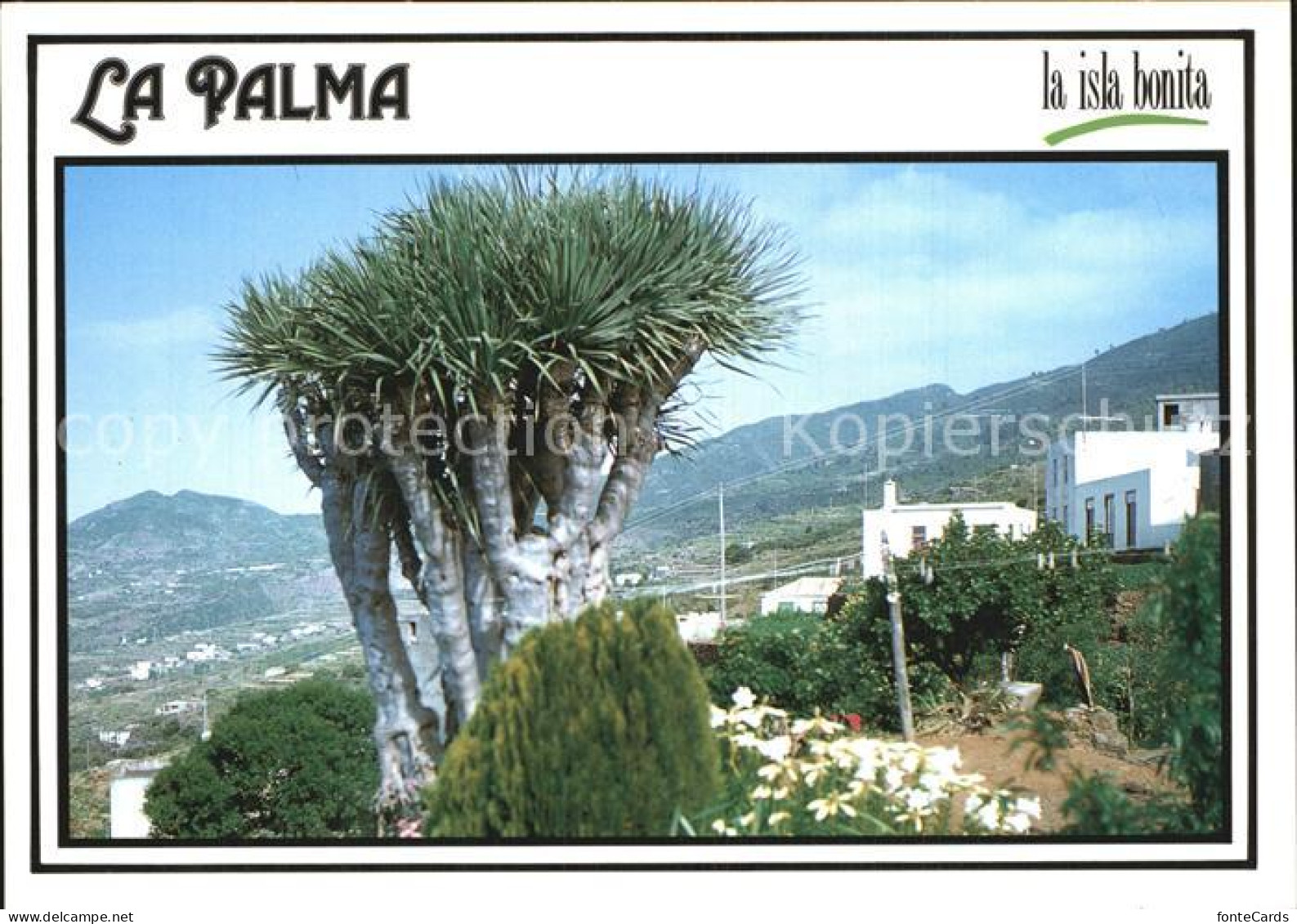 La Palma Drago