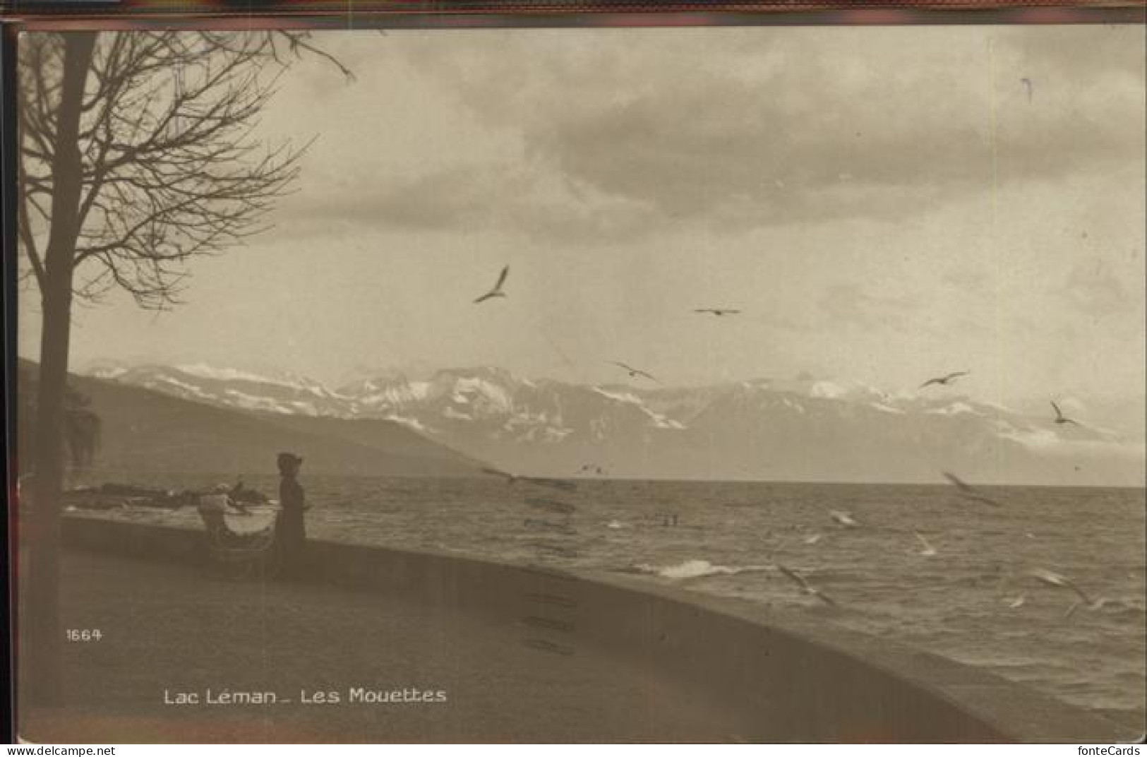 Lac Leman Genfersee Panorama Lac Leman Les Mouettes