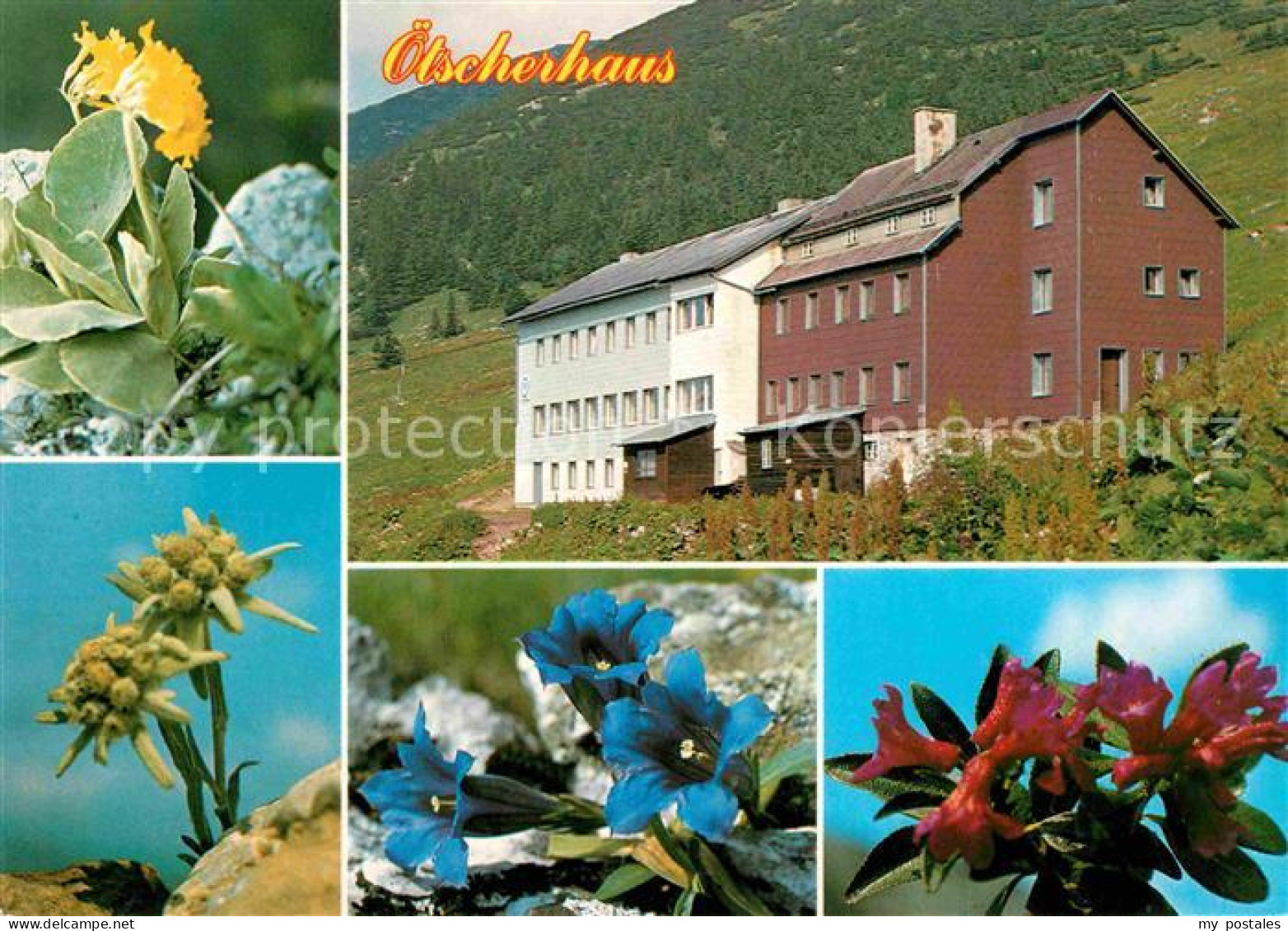 Lackenhof Gaming oetscherhaus Alpenflora