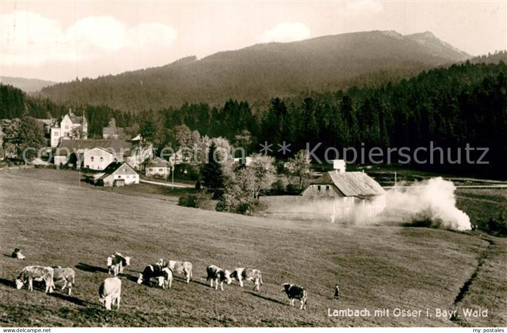 Lambach Lam mit Osser