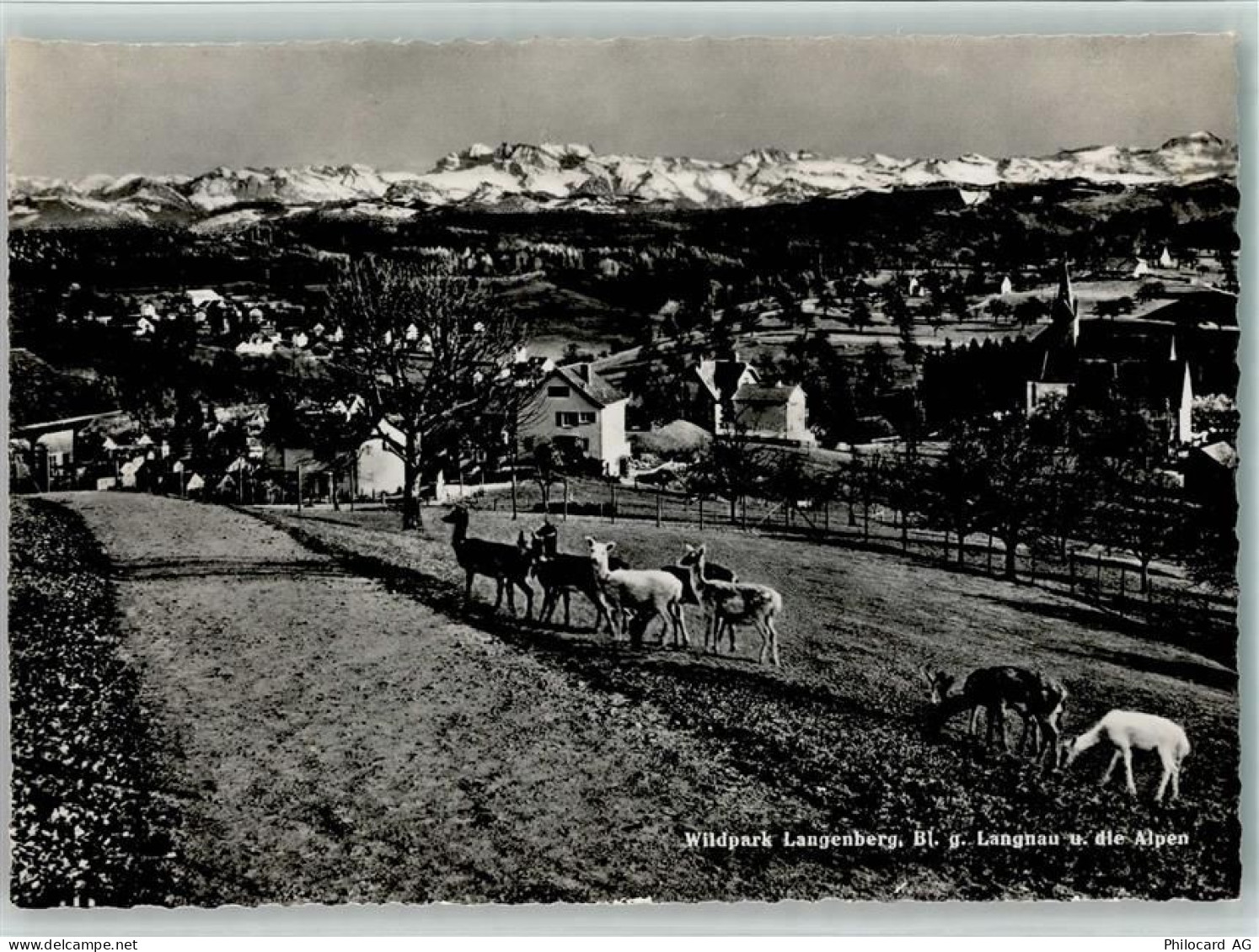 Langnau am Albis Wildpark Langenberg gegen Langnau und die Alpen Rehe Ga... - 10162550