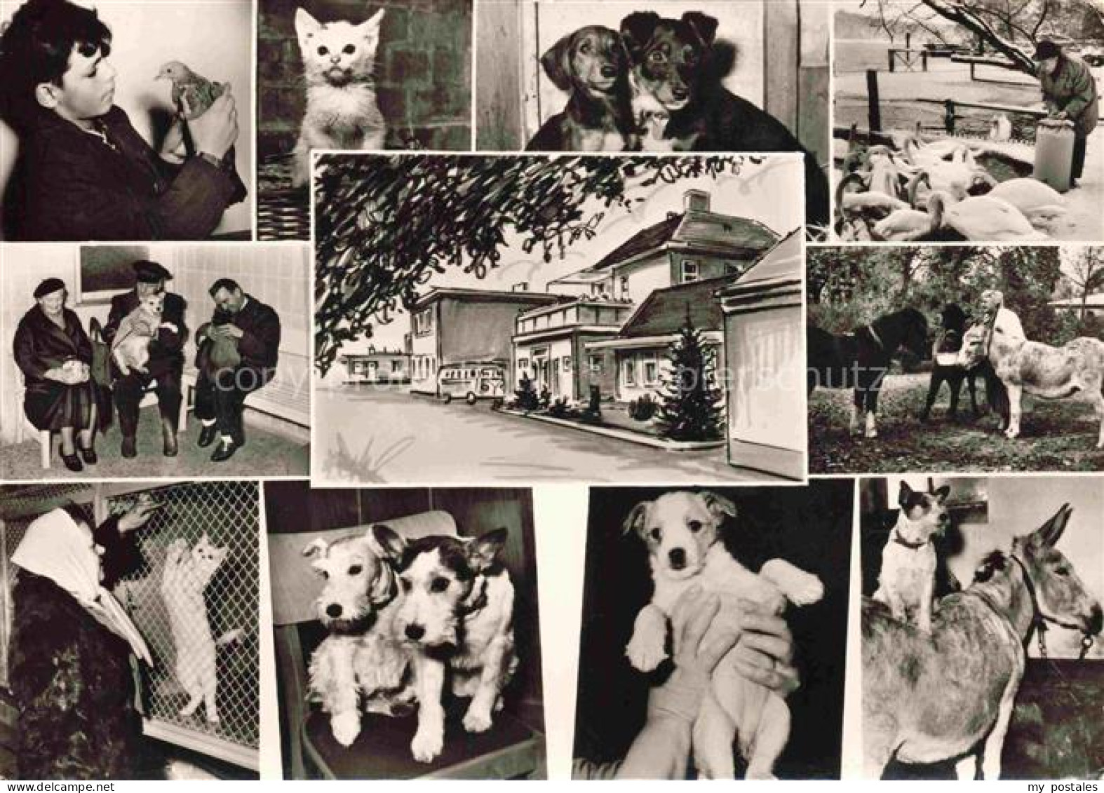 Lankwitz STEGLITZ-ZEHLENDORF BERLIN Tierheim Lankwitz Teilansichten