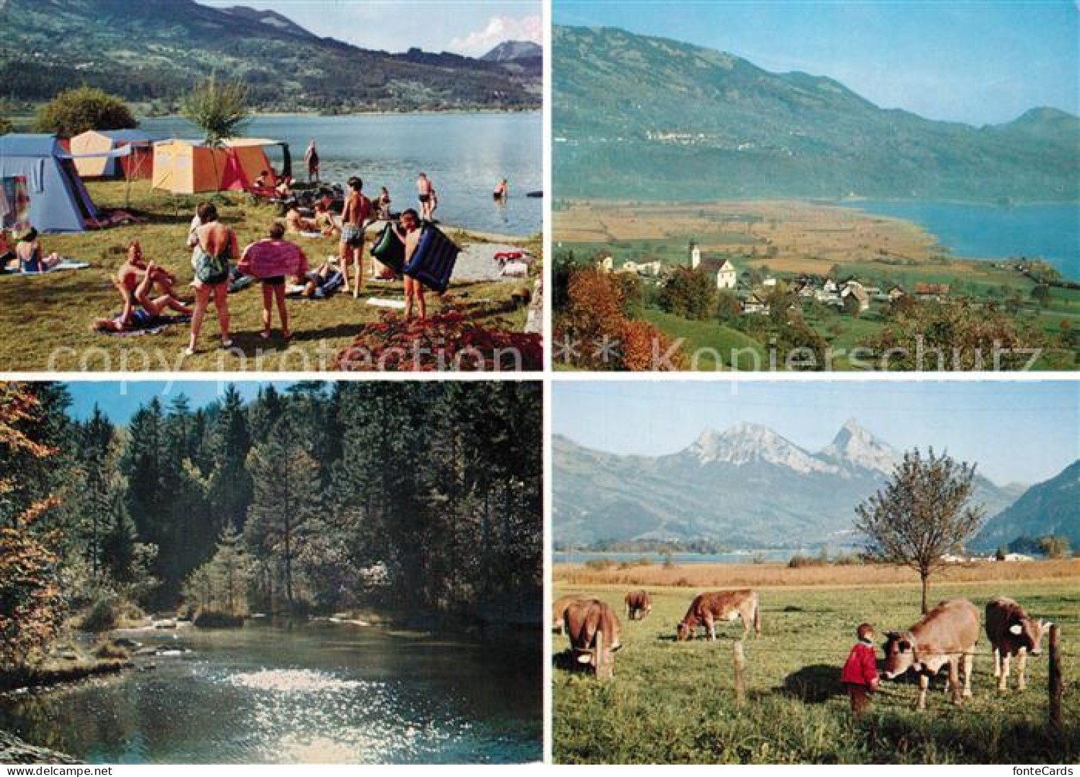 Lauerz Camping am Lauerzersee Kuehe