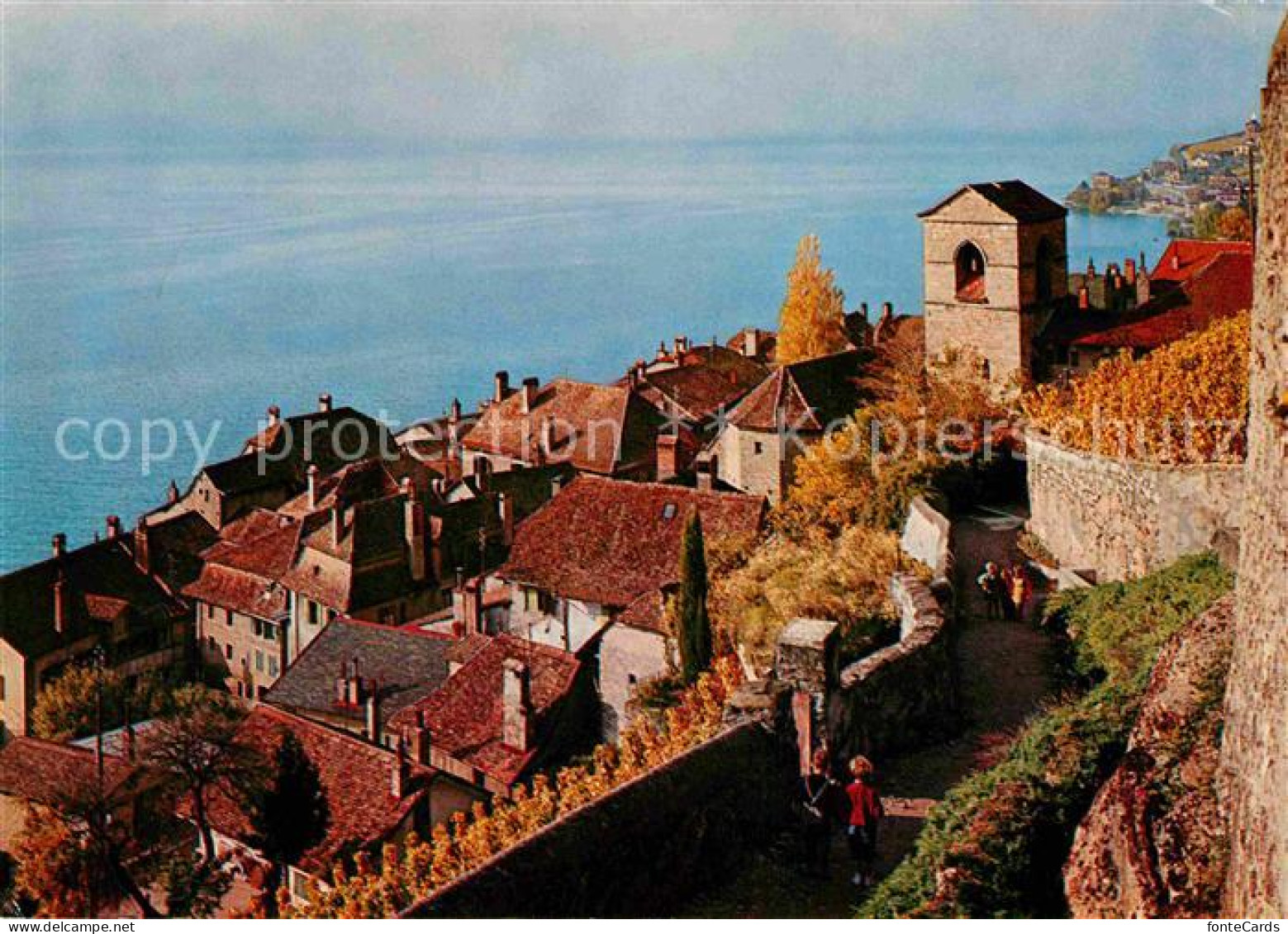Lavaux VD Lac Leman Saint Saphorin