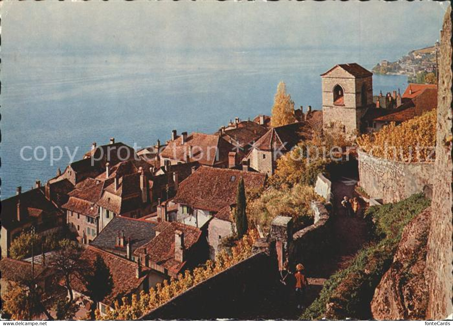 Lavaux VD Lac Leman Saint Saphorin