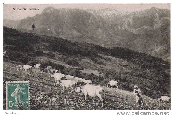 LE DJURJURA 5 (VACHER ET SON TROUPEAU)