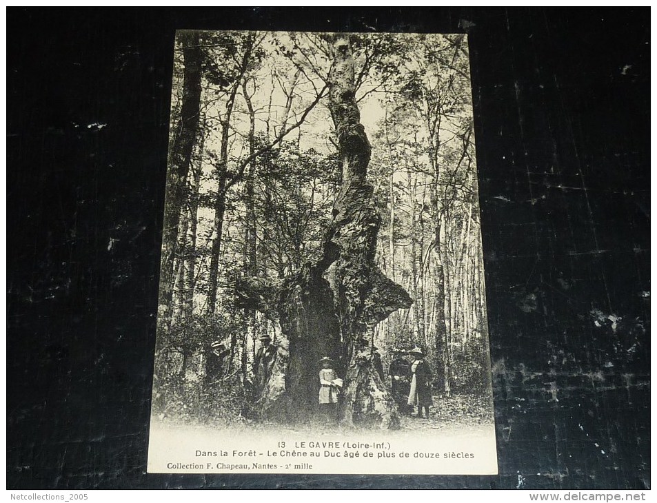 LE GAVRE - DANS LA FORET, LE CHENE AU DUC AGE DE PLUS DE DOUZE SIECLES - 44 LOIRE ATLANTIQUE (N)
