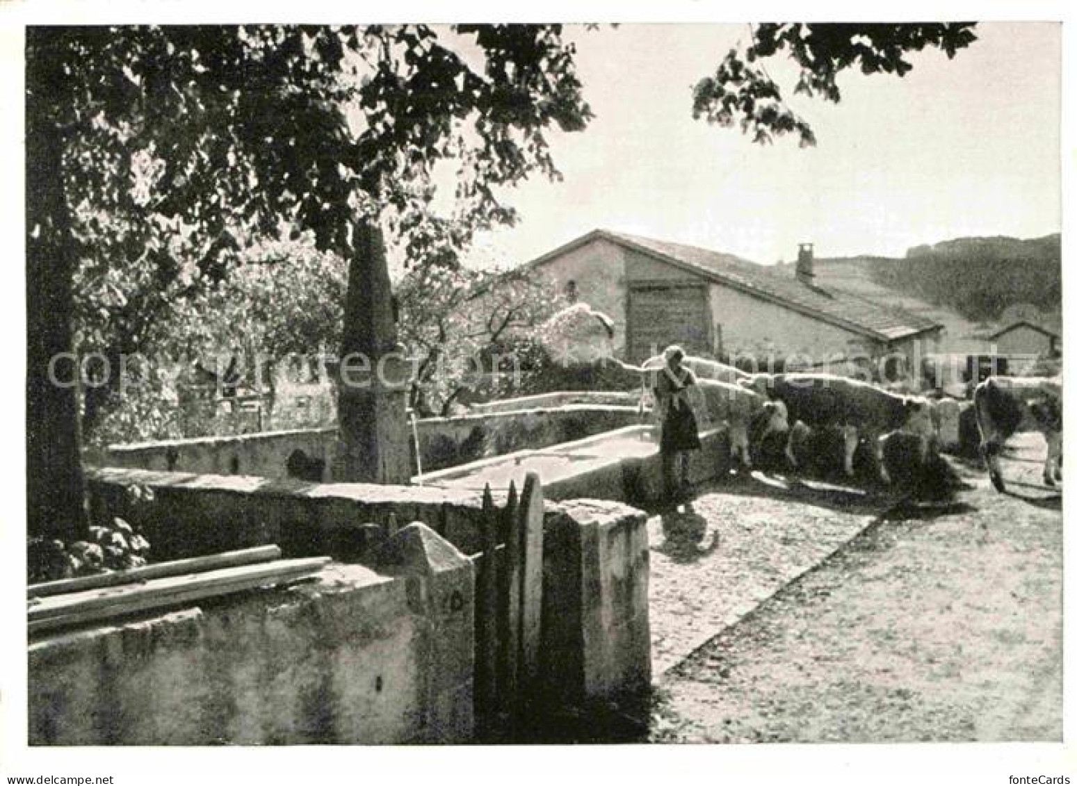 Le Paquier NE Brunnen