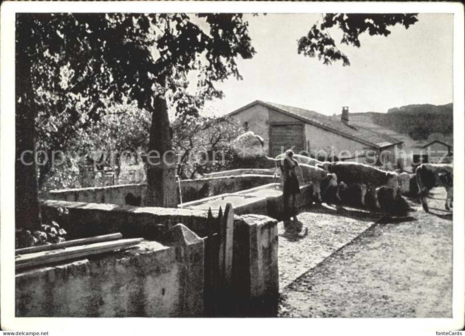 Le Paquier NE La fontaine du Pacuier Kuehe