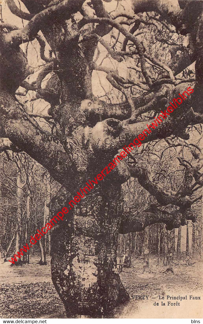 Le Principal Faux de la Forêt - Verzy - (51) Marne