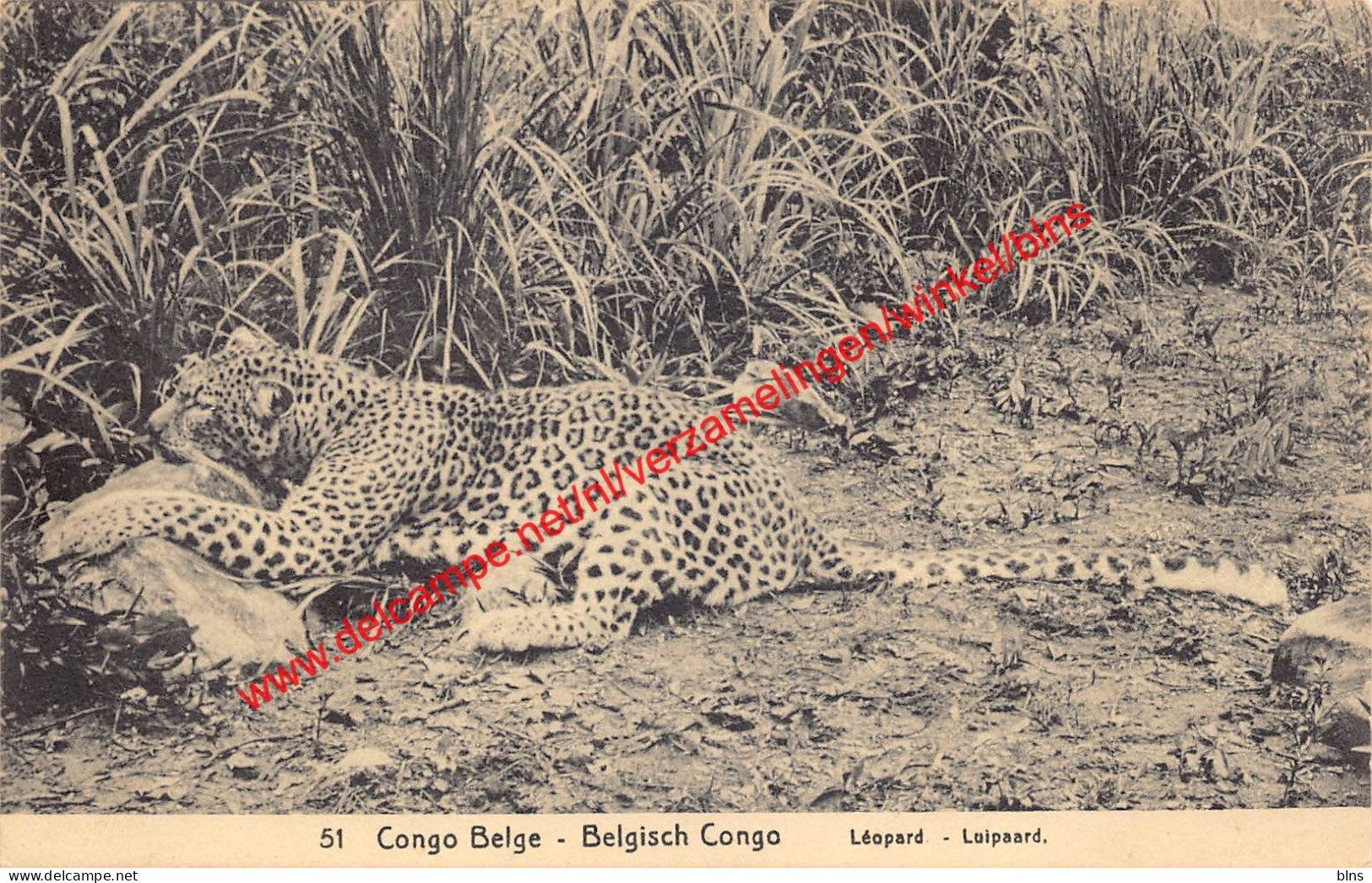 Léopard luipaard - Congo Belge Belgisch Kongo